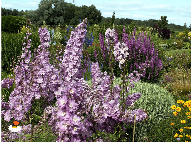 Delphinium   Astolat Group